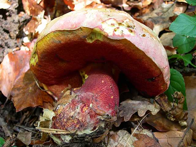 2005 :  Un anno di funghi